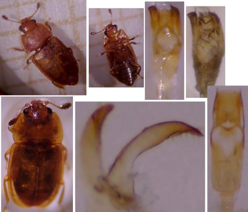 Réf. 325 918 : Epuraea sp.